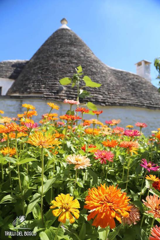 Trulli Del Bosco Bed and Breakfast Αλμπερομπέλο Εξωτερικό φωτογραφία